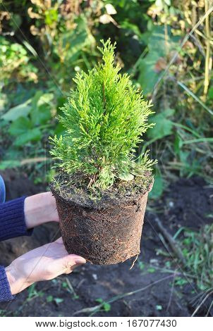 Gardener Female Hands Holding and Planting Cypress Thuja with Roots (Thuja Occidentalis Golden Brabant)