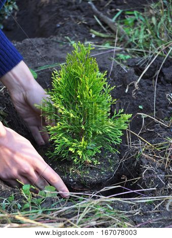Gardener Hands Planting Cypress Thuja with Roots (Thuja Occidentalis Golden Brabant)
