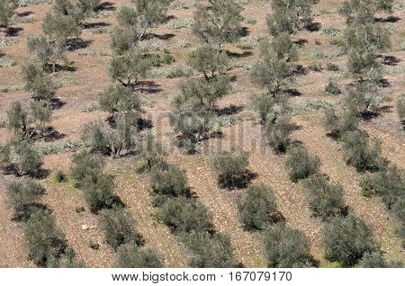 Aerial view of olive groves. Photo taken in Ciudad Real Province, Spain