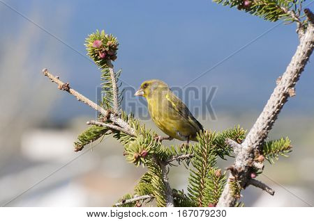 Male of European Greenfinch, Carduelis chloris, perched on a branch of Picea abies