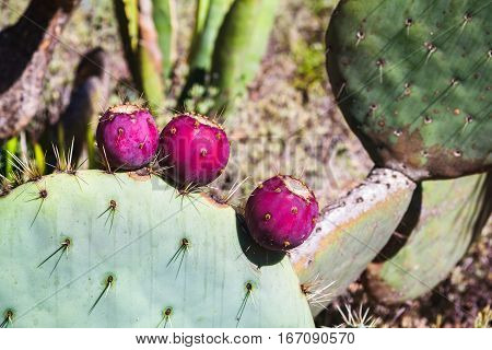 Prickly pear cactus close up with fruit in red color cactus spines.