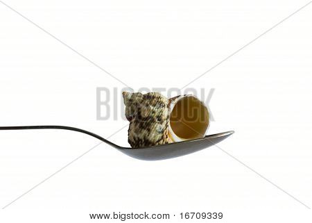 Shell In The Spoon