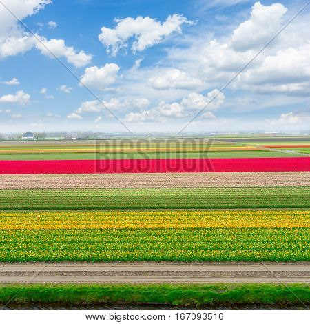 Colorful growing dutch tulips field flowerbed at spring day with blue and white clouscape