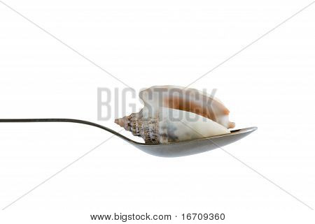 Shell In The Spoon