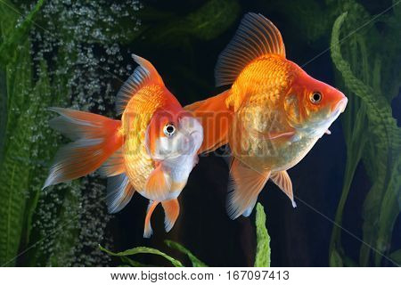 Goldfish aquarium a fish on the background of aquatic plants