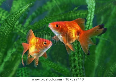 Goldfish aquarium a fish on the background of aquatic plants