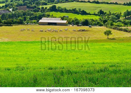 Cows and Bulls Grazing on Alpine Meadows in France