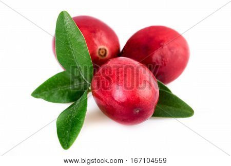 Cranberries closeup. Three cranberry isolated on white