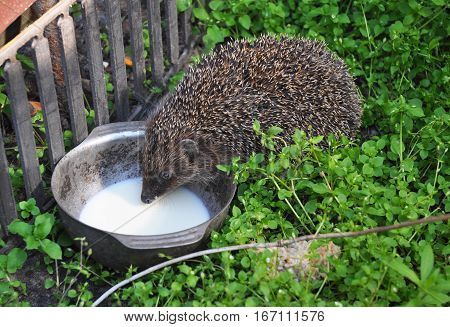 Hedgehog drinking milk in the garden. Attracting hedgehogs. Hedgehogs are lactose intolerant so please do not give them milk.