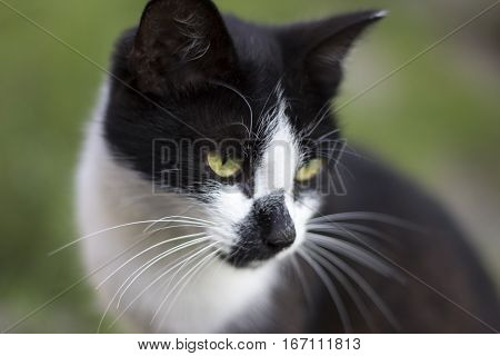 Black White Cat Face On Green Background. Clever Smart Black White Cat. Wise Cat Is Dreaming About M