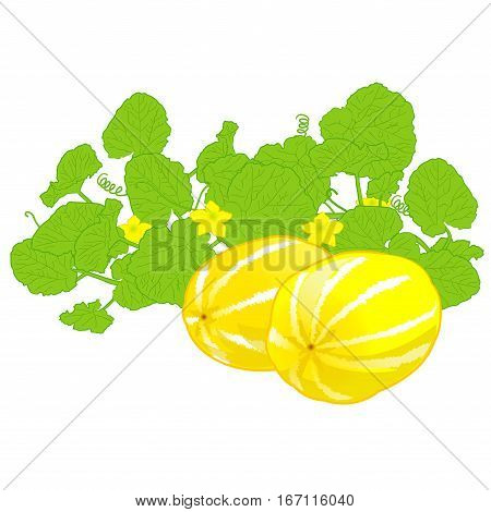 honeydew melon sweet melon healthy fruit, Yellow fruit