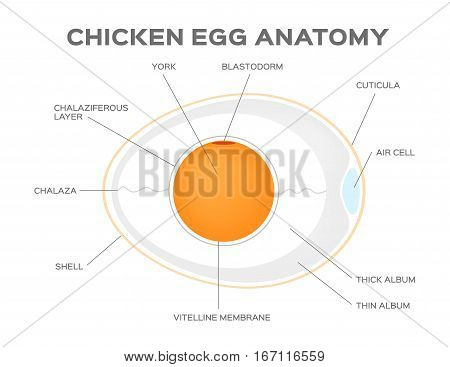 chicken egg anatomy vector on white background