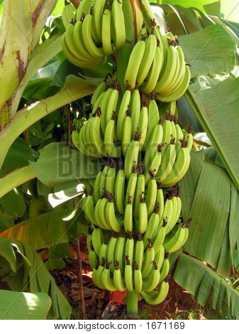 Banana