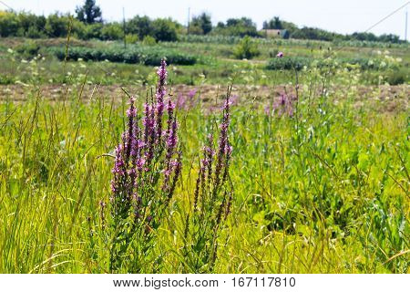 Purple Loosestrife (Lythrum Salicaria) on the meadow