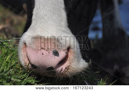 The cow's mouth. Moist nostrils domestic cattle. Organ of smell.