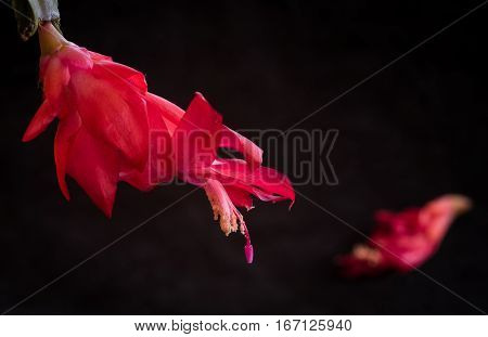 Close-up details of Red Christmas cactus flower Schlumbergera truncata cacti ready to fall.