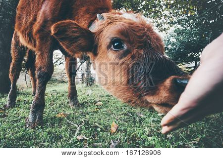 Cow calf eating from man hand funny Farm Animal at alpine green valley summer pasture