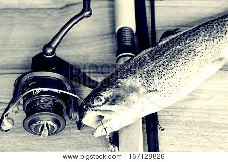 Fresh Rainbow Trout Closeup,soft Lighting Effect.