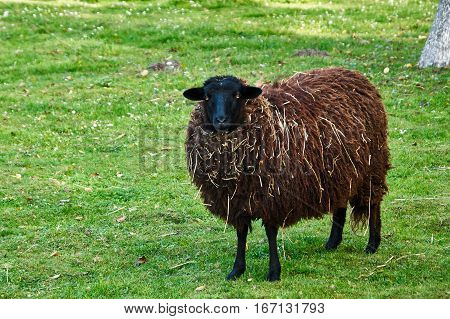 black sheep standing on a green meadow