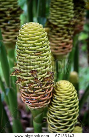Beehive plant found in the Daintree rainforest of Australia