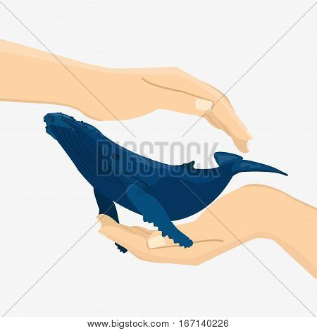 Blue Whale Illustration