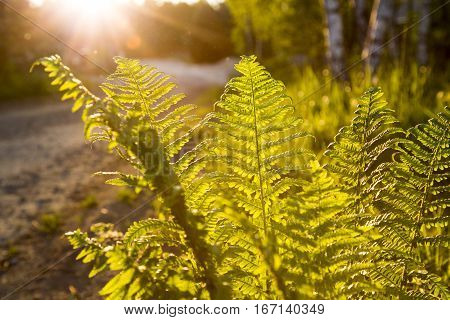 Forest Fern In The Light Of The Setting Sun