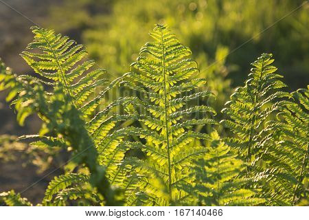 Forest Fern In The Light Of The Setting Sun