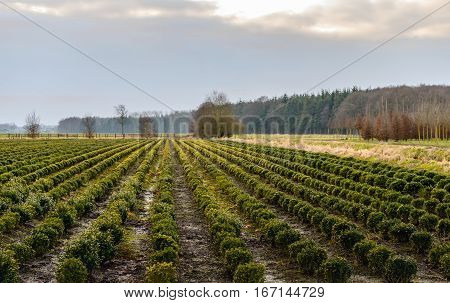 Large field with spherical boxwood plants at a specialized nursery in the Netherlands. It is at the end of nice day in the Dutch winter season.