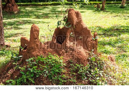 Termite mound in bush of Sri Lanka