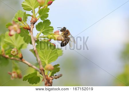 Little bee gathers nectar from flowering branches in early spring