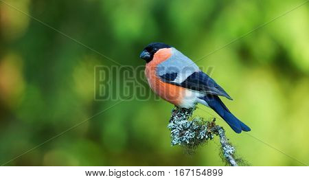 Beautiful Male Bullfinch perched on a branch covered with lichen with a blurry green background
