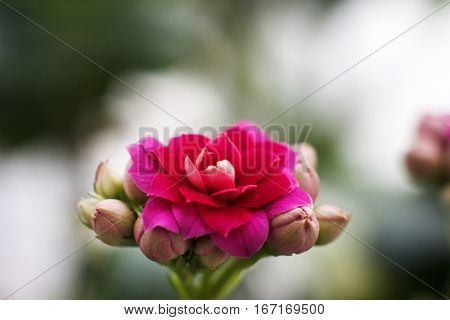 Beautiful Pink Flowers In Soft Light. Red Kalanchoe Buds And Blossom On Rustic Windowsill. Plant At