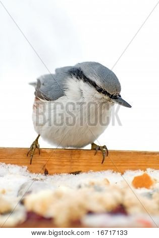 Sitta Europaea. Pták sedí na zavření podavače.