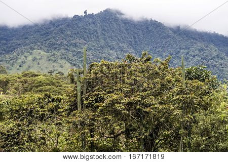 Nambillo Rain Forest In Ecuador