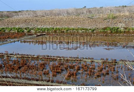 Loix France - september 26 2016 : the picturesque salt evaporation pond