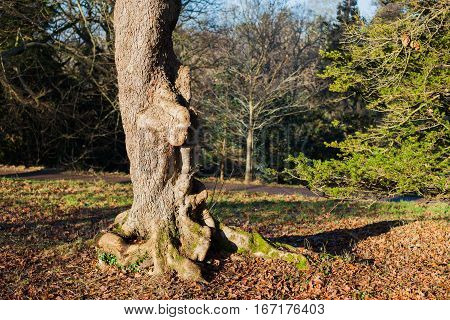 Ostrya carpinfolia - Europian Hophornbeam; park in winer