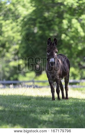 Donkey pricks up its ears at unexpected commotion