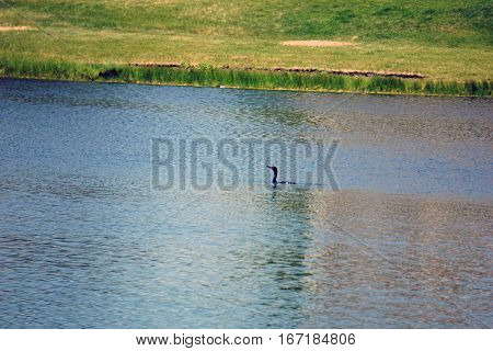 A double crested cormorant (Phalacrocorax auritus) swims in a small lake in Joliet, Illinois during June.
