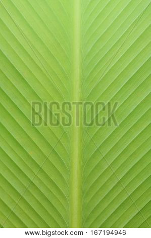 abstract green leaf background with copy space