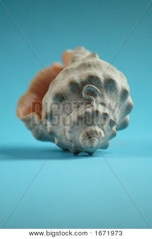 Frutti di mare