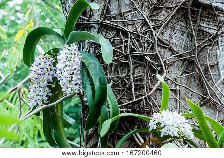 Beautiful white and pink orchids flower tree.