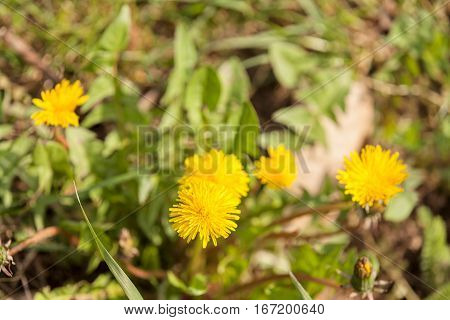Yellow Dandelion