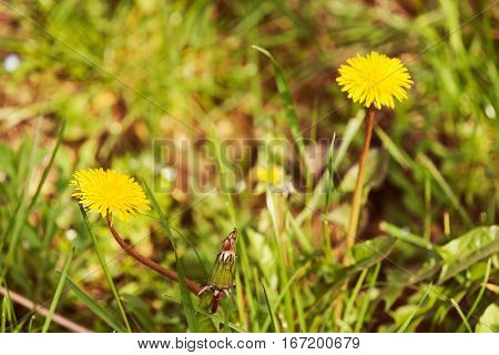 Yellow Dandelion