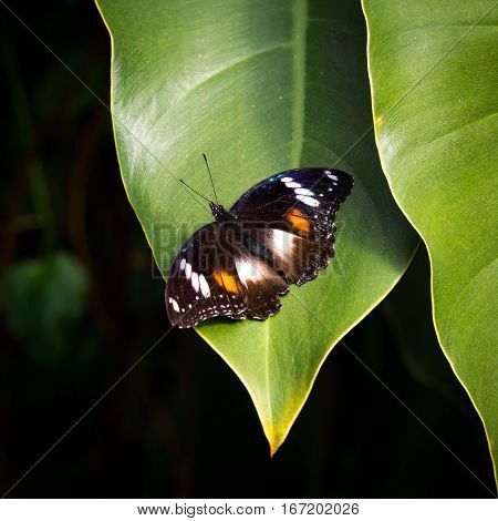 Black orange and white butterfly on green leaf with black background square crop