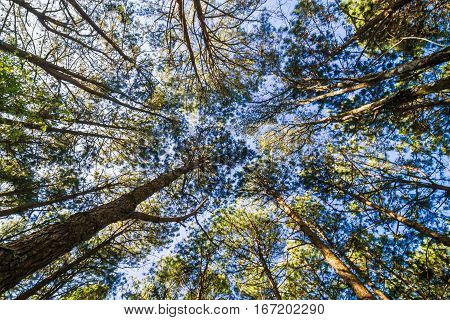 Uprisen View Of Pine Tree Branch Blue Sky