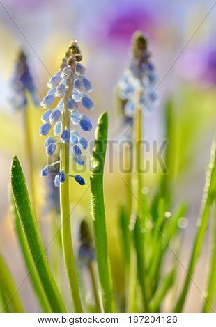 Muscari neglectum flowers and dew drops