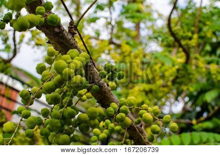 Green yellow fruits of Star Gooseberry Phyllanthus acidus (L.) Skeelson the branches of many of its leaves