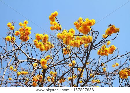 Cochlospermum regium Yellow cotton tree on nature blue sky background.