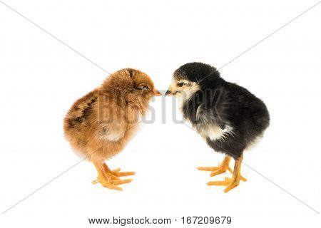 farming bird little chicken isolated on white background
