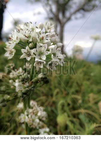 slow life moment with Beautiful flowers on Monjam hill